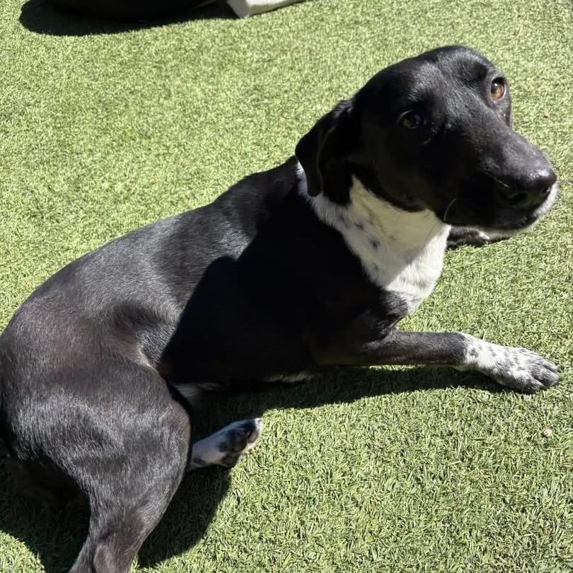 Enlarge Mary, a Adoptable mixed breed in Starkville, MS image 4/6