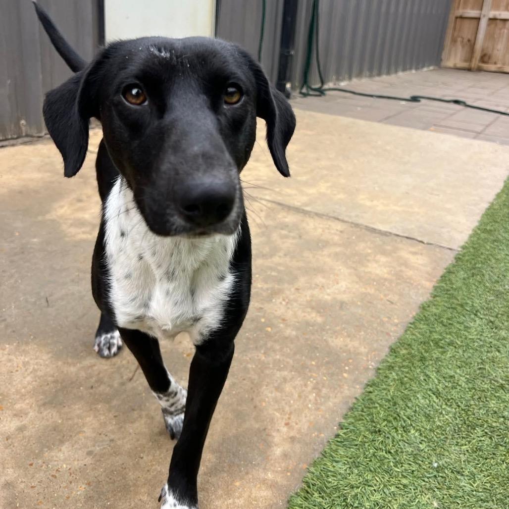 Enlarge Mary, a Adoptable mixed breed in Starkville, MS image 4/6
