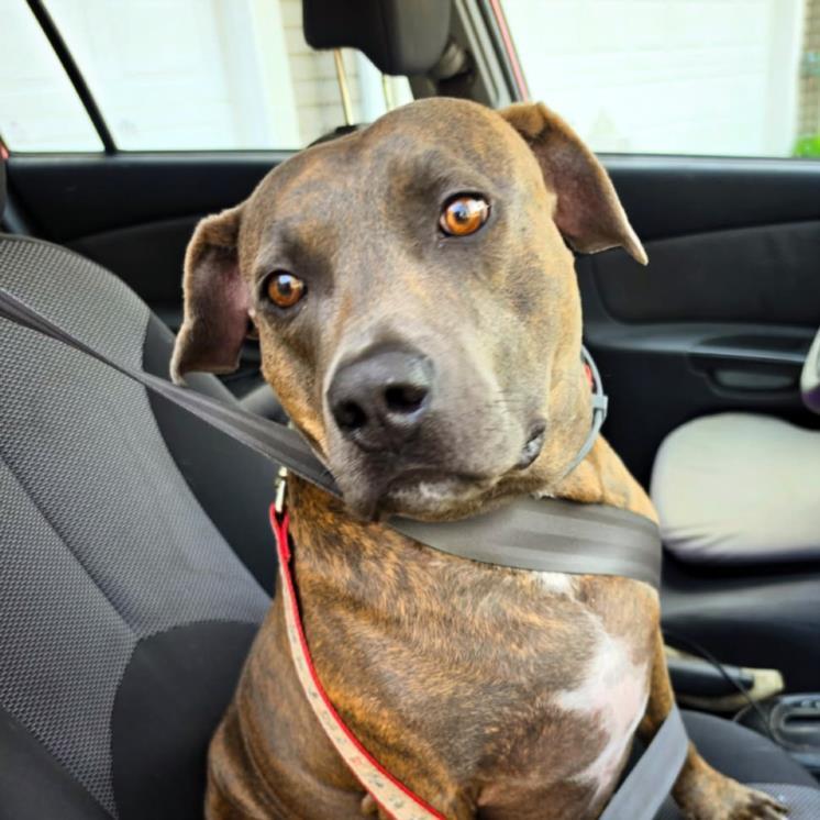 Enlarge SID, a Adoptable mixed breed in Tulsa, OK image 1/1