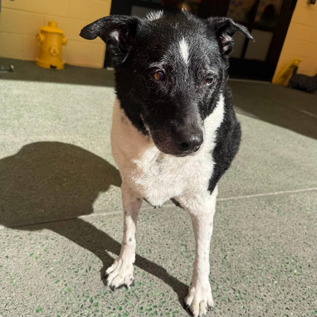 Enlarge Good Sir 14508, a Adoptable Border Collie in San Francisco, CA image 1/3