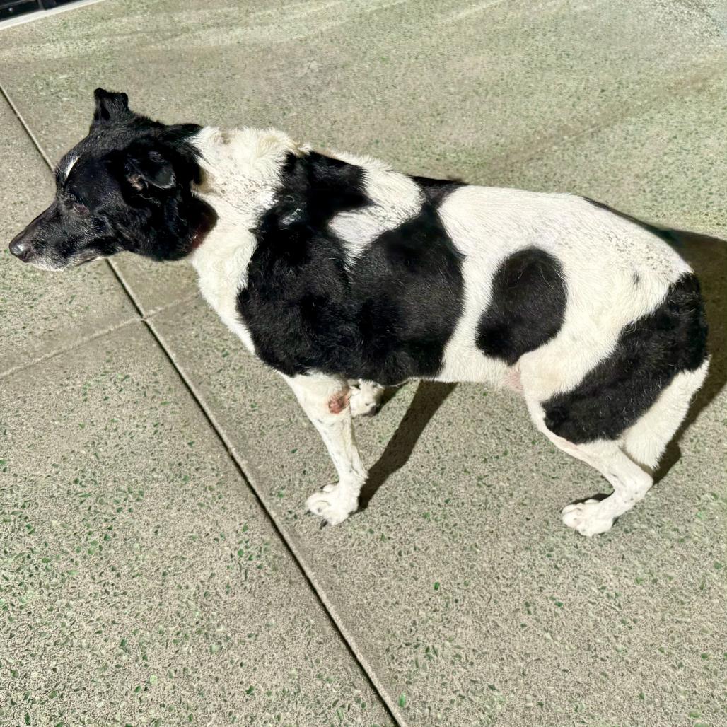 Enlarge Good Sir 14508, a Adoptable Border Collie in San Francisco, CA image 3/3