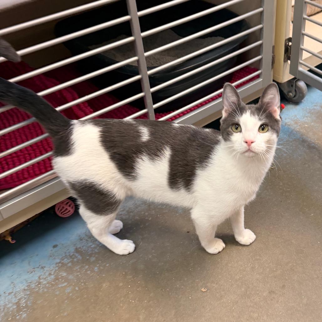 Enlarge Caspian, a Adoptable Domestic Short Hair in Pagosa Springs, CO image 2/3