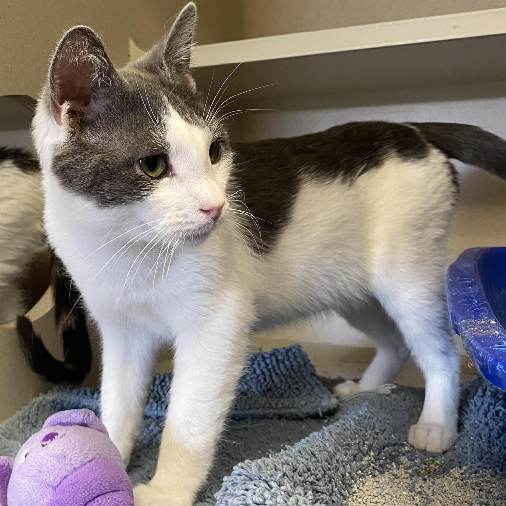 Enlarge Caspian, a Adoptable Domestic Short Hair in Pagosa Springs, CO image 3/3
