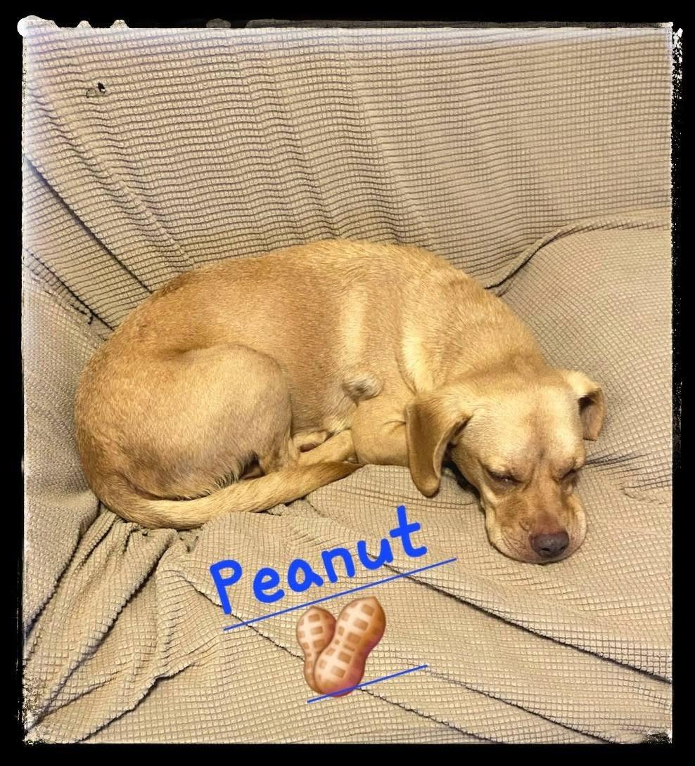 Peanut, a Adoptable mixed breed in Port Lavaca, TX image 3/4
