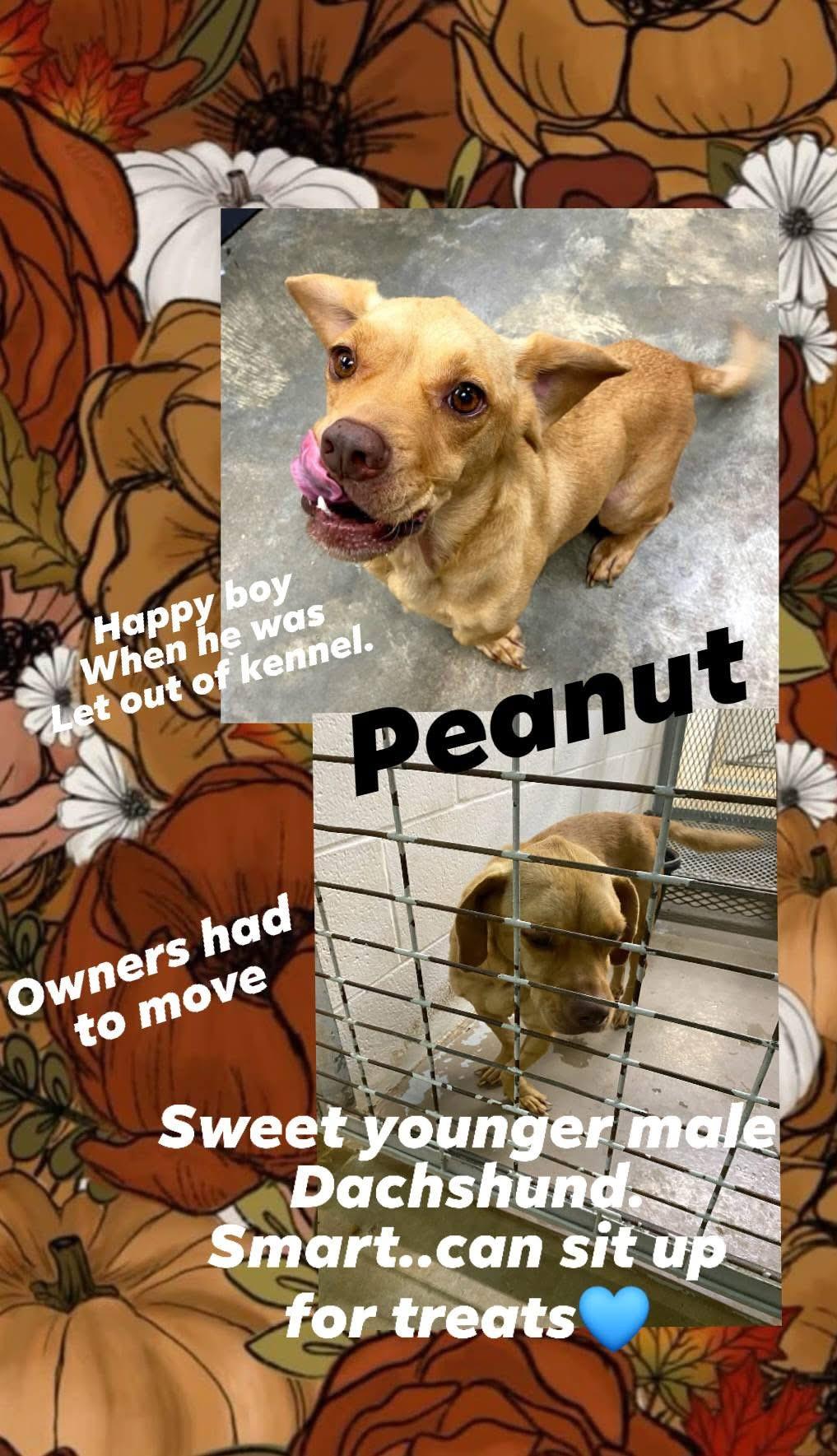 Peanut, a Adoptable mixed breed in Port Lavaca, TX image 4/4