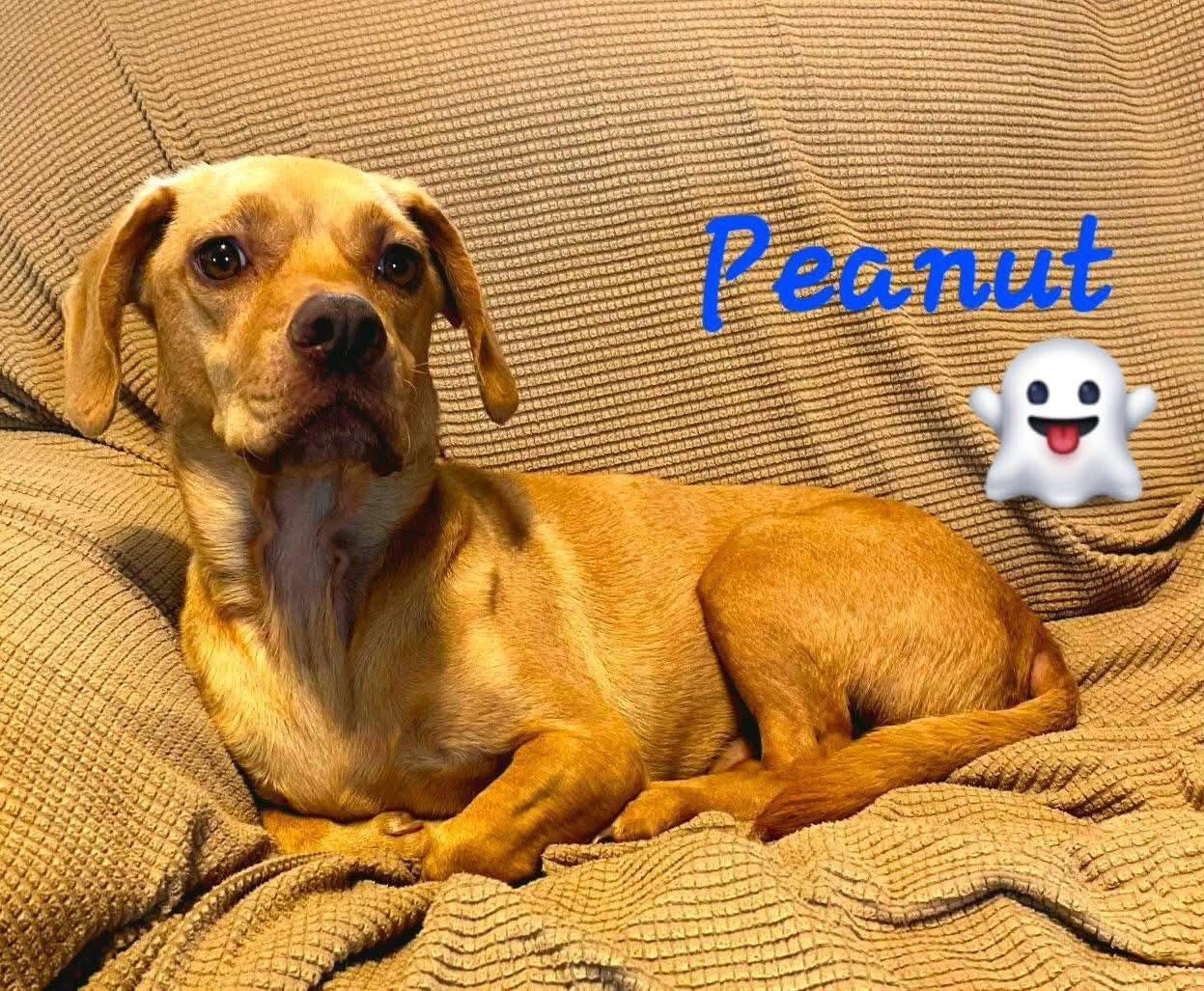 Peanut, a Adoptable mixed breed in Port Lavaca, TX image 1/4