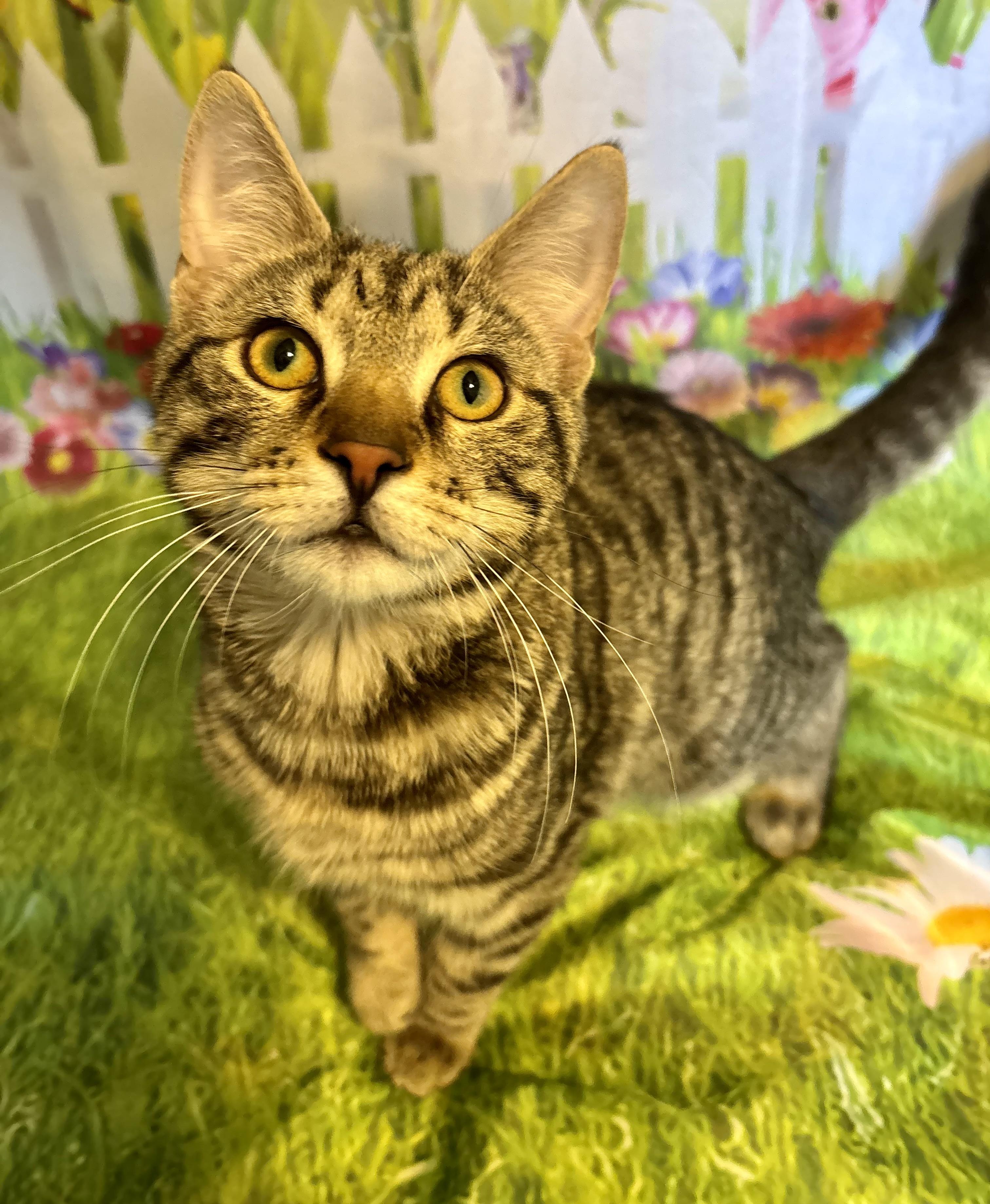 Paddy, ADOPTABLE, Kitten Male Domestic Short Hair.