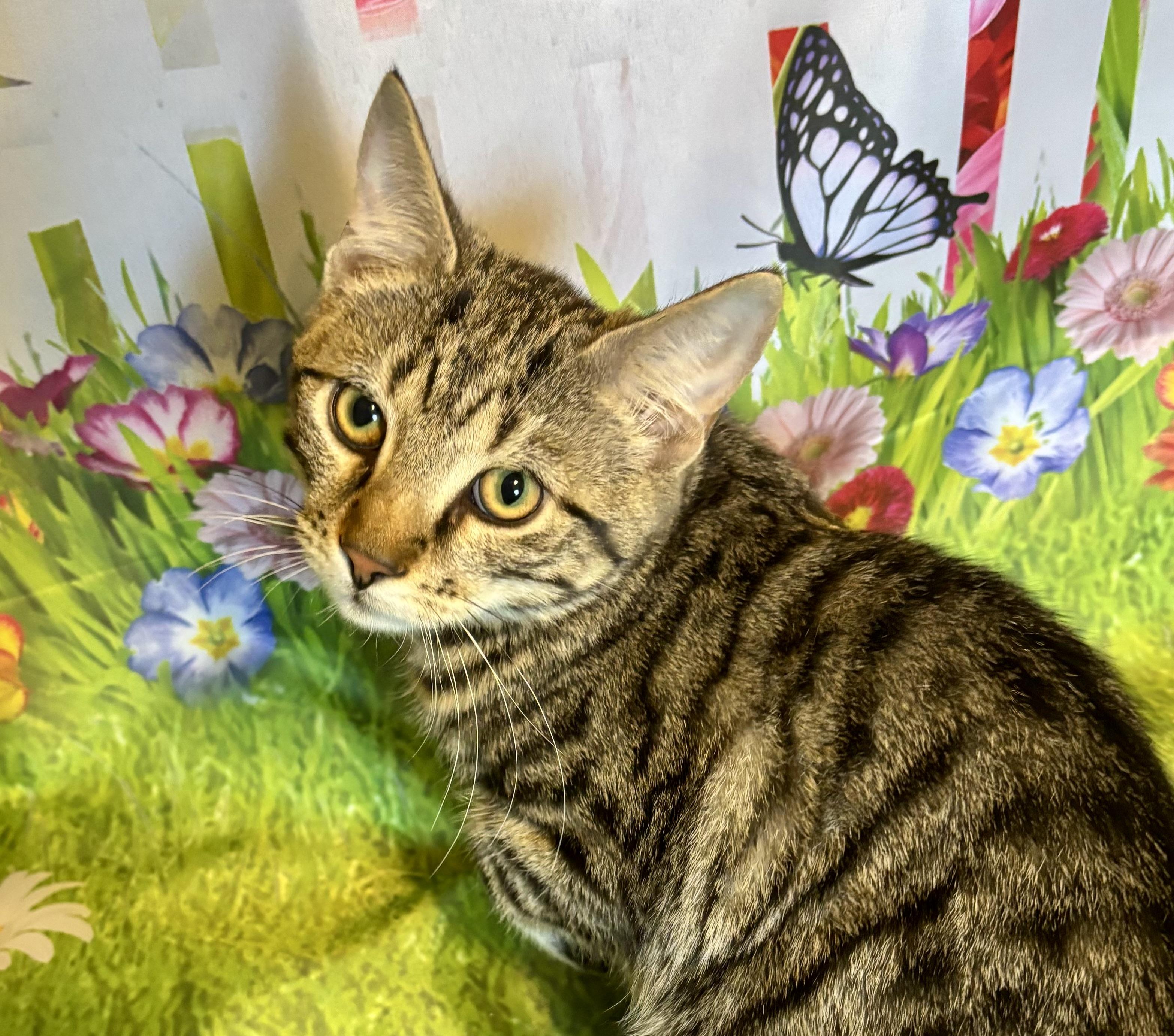Enlarge Paddy, a ADOPTABLE Domestic Short Hair in Cincinnati, OH image 2/2