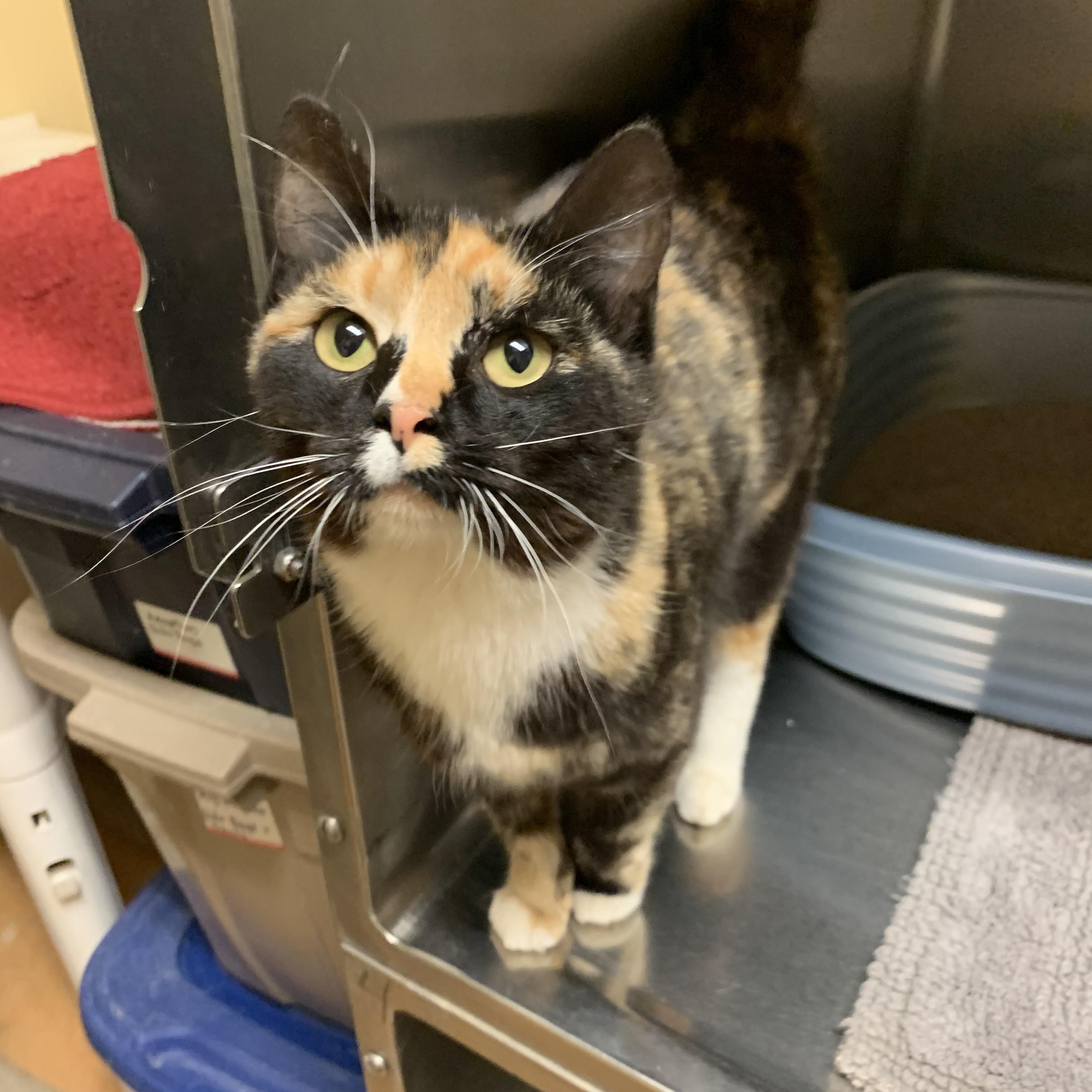 Paprika, an adoptable Domestic Short Hair in Thayne, WY, 83127 | Photo Image 6