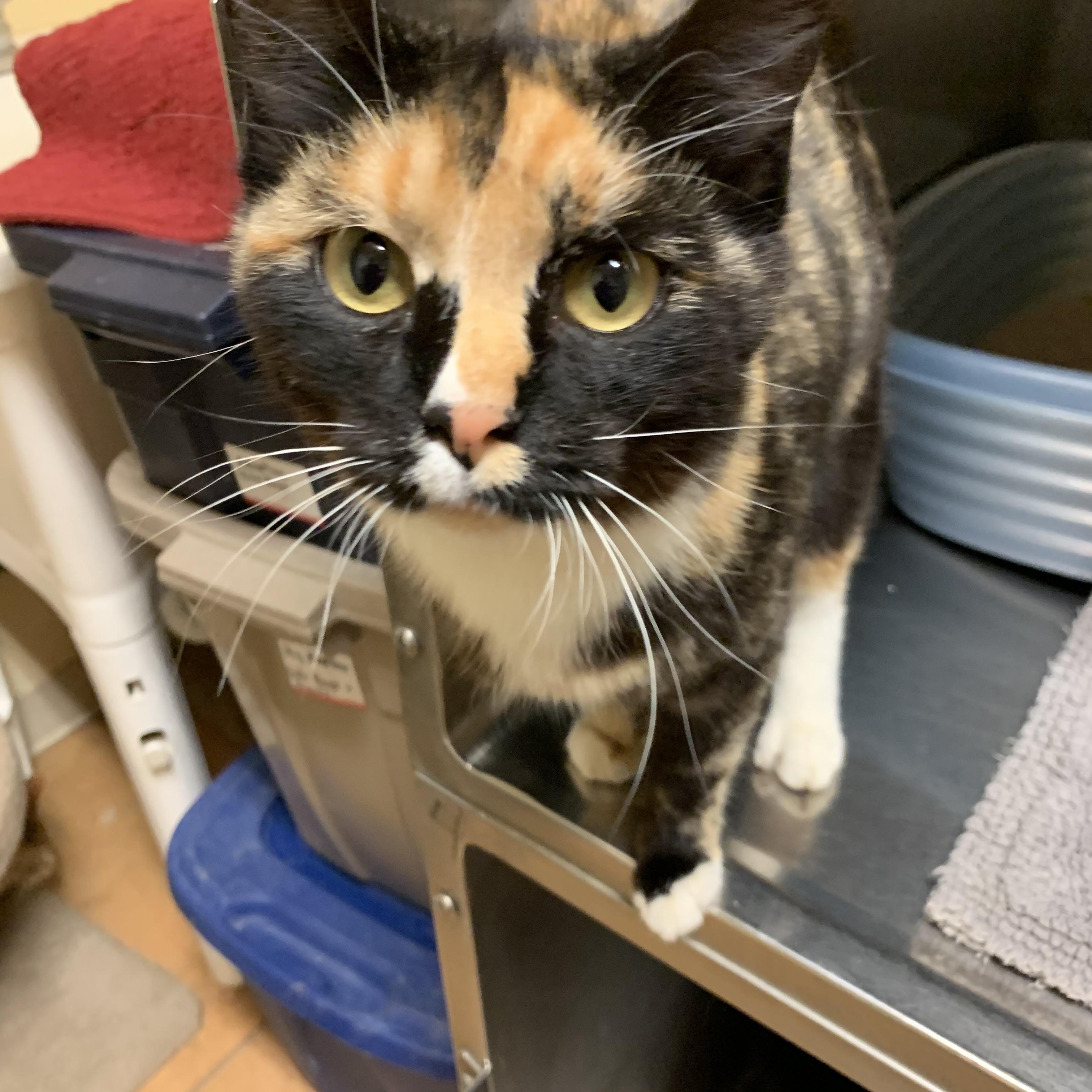 Paprika, an adoptable Domestic Short Hair in Thayne, WY, 83127 | Photo Image 1