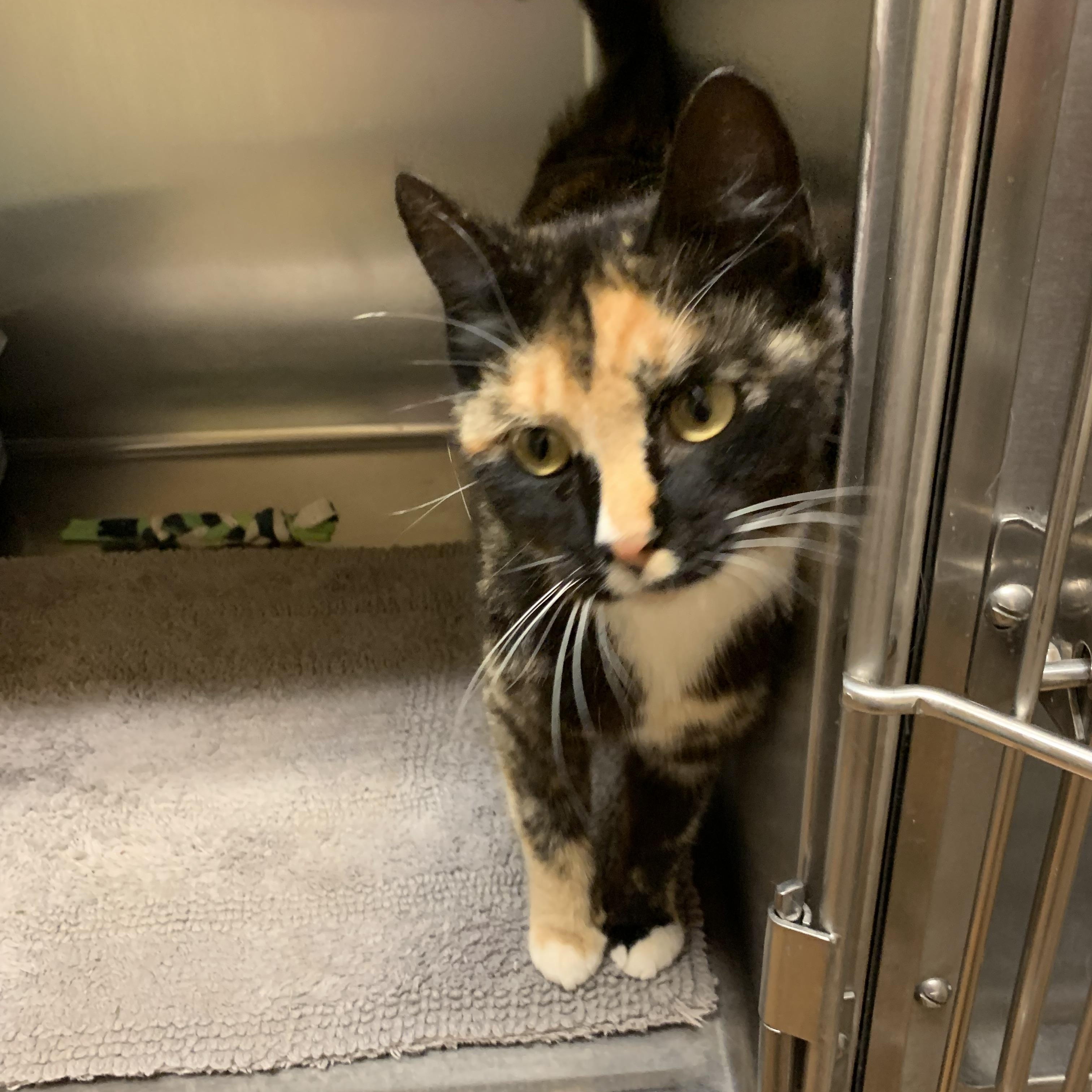 Paprika, an adoptable Domestic Short Hair in Thayne, WY, 83127 | Photo Image 4