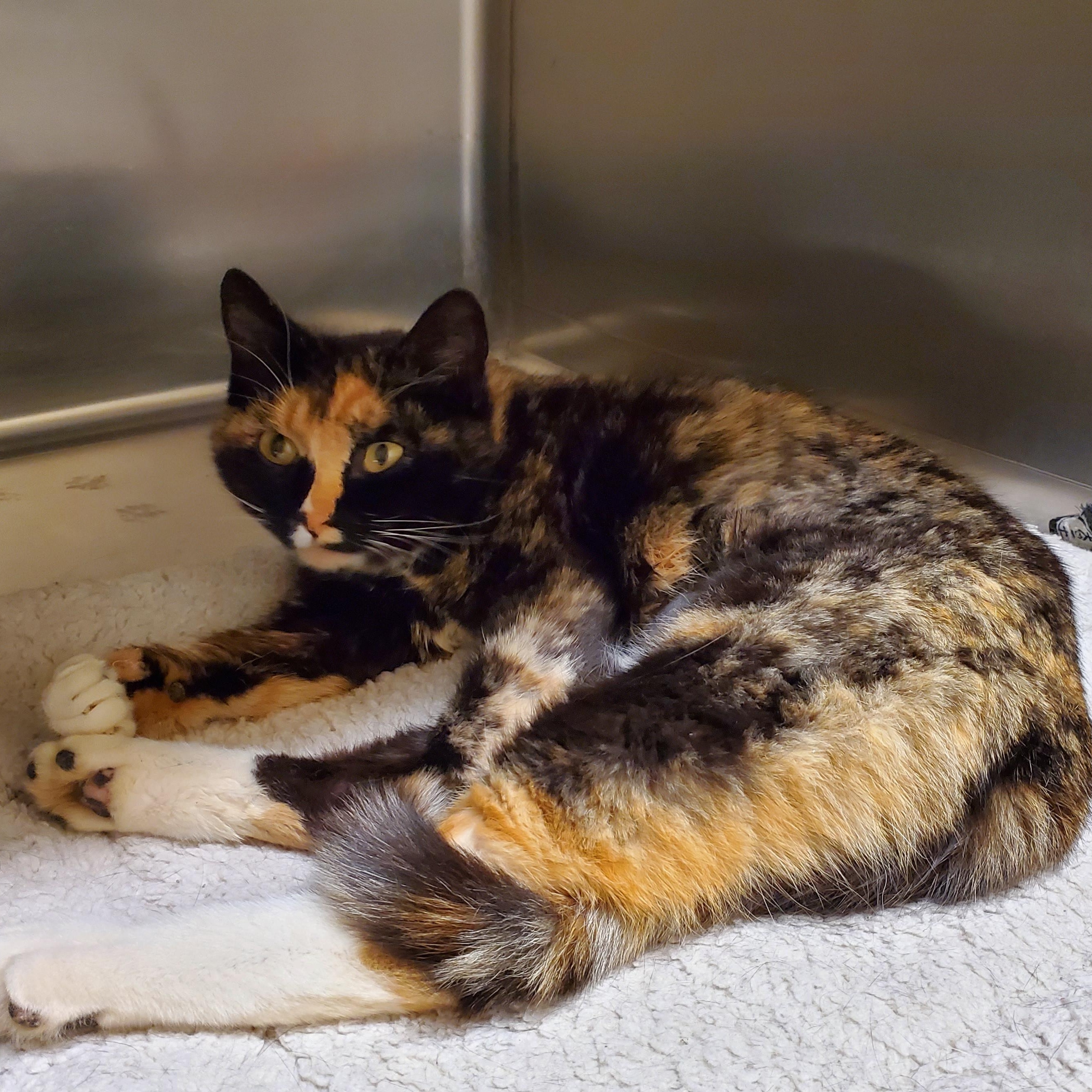 Paprika, an adoptable Domestic Short Hair in Thayne, WY, 83127 | Photo Image 2