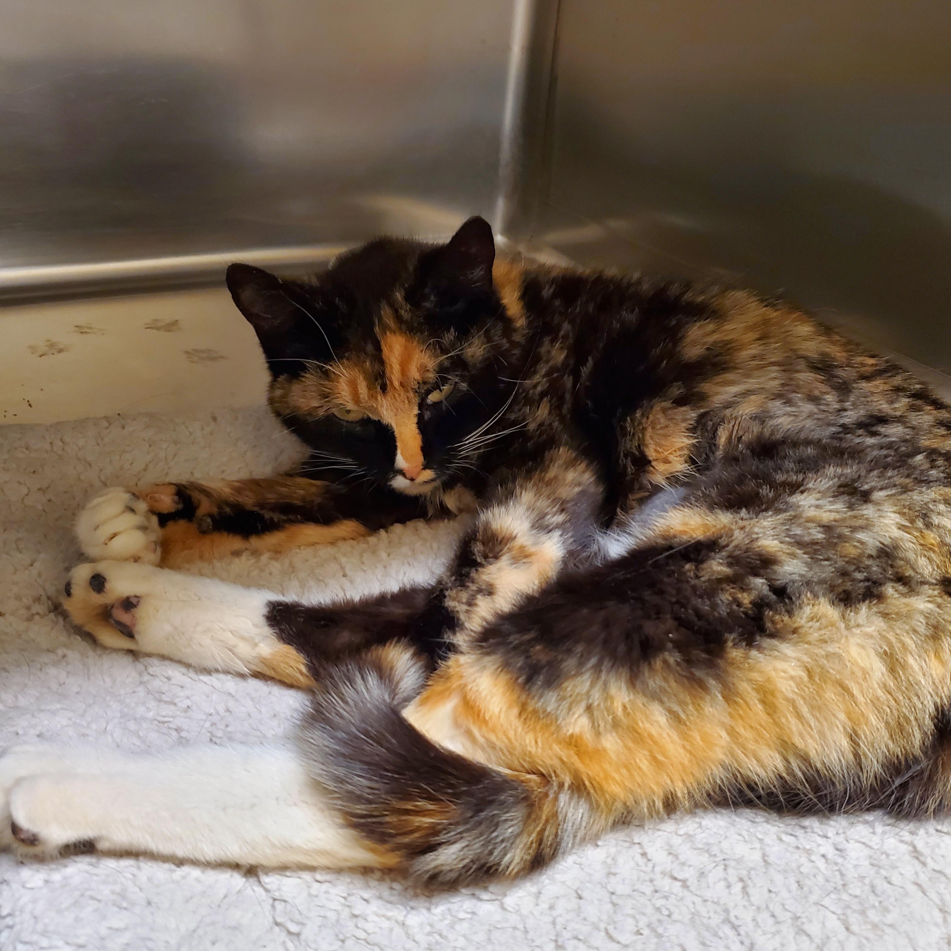 Paprika, an adoptable Domestic Short Hair in Thayne, WY, 83127 | Photo Image 3
