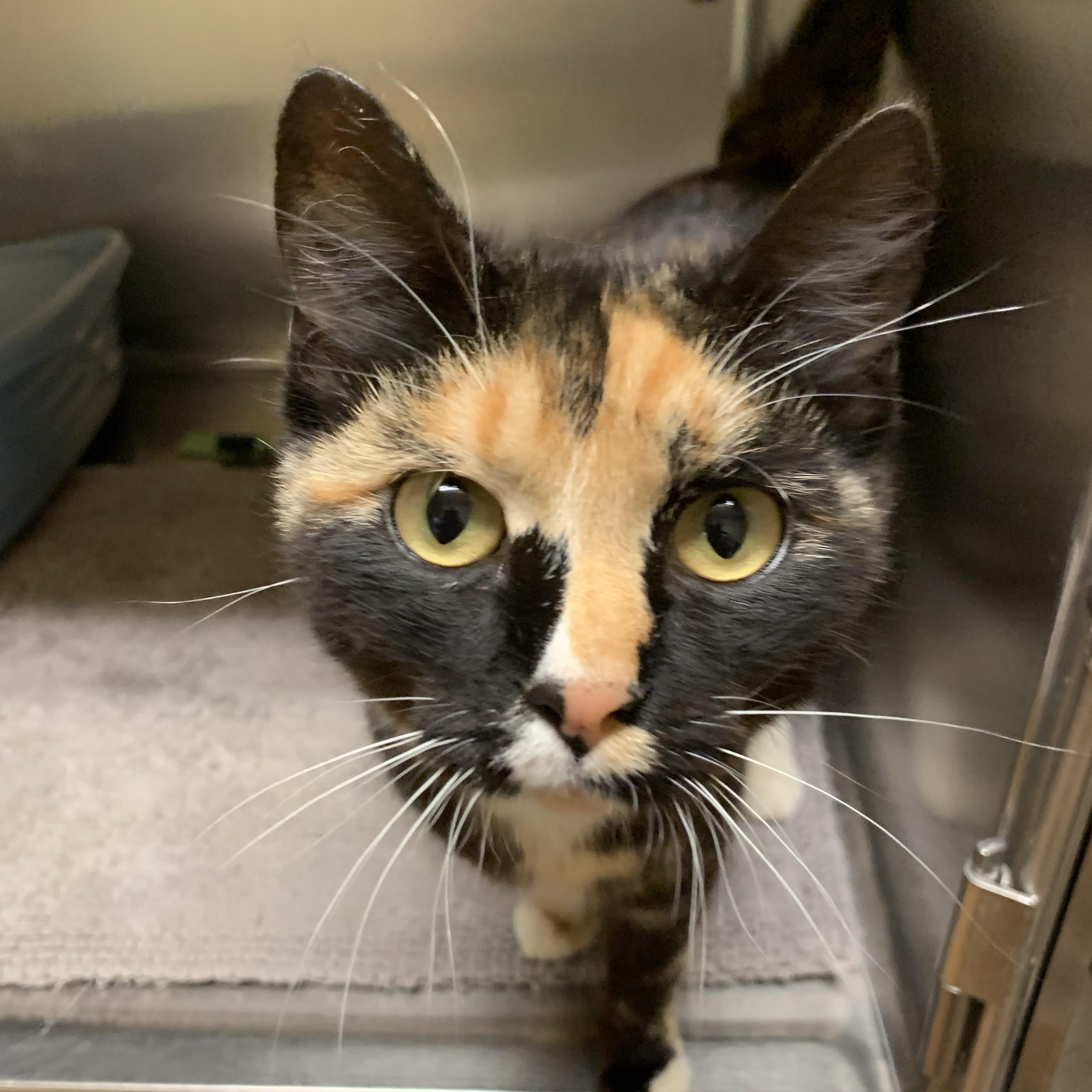 Paprika, an adoptable Domestic Short Hair in Thayne, WY, 83127 | Photo Image 5