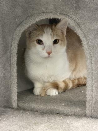 Mollie, a Adoptable mixed breed in Mount Pleasant, IA image 3/3