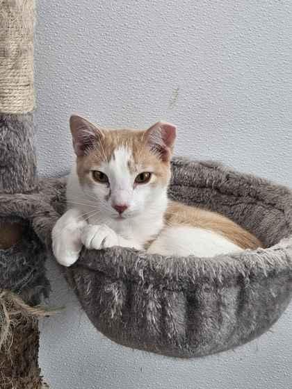 Mollie, Adoptable, Kitten Female Domestic Short Hair & Domestic Short Hair.