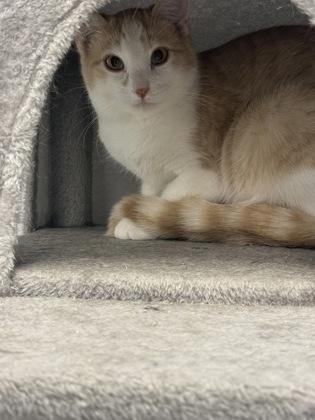 Enlarge Mollie, a Adoptable mixed breed in Mount Pleasant, IA image 2/3