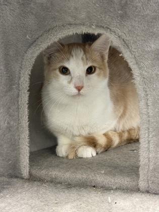 Enlarge Mollie, a Adoptable mixed breed in Mount Pleasant, IA image 3/3