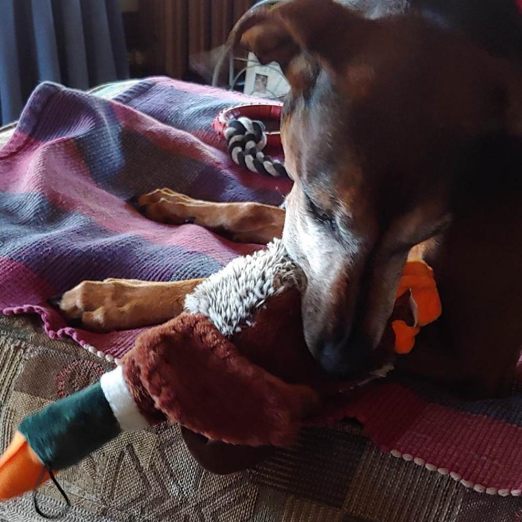 Enlarge Rosie, a Adoptable mixed breed in Baldwin, WI image 4/6