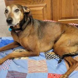 Enlarge Rosie, a Adoptable mixed breed in Baldwin, WI image 5/6