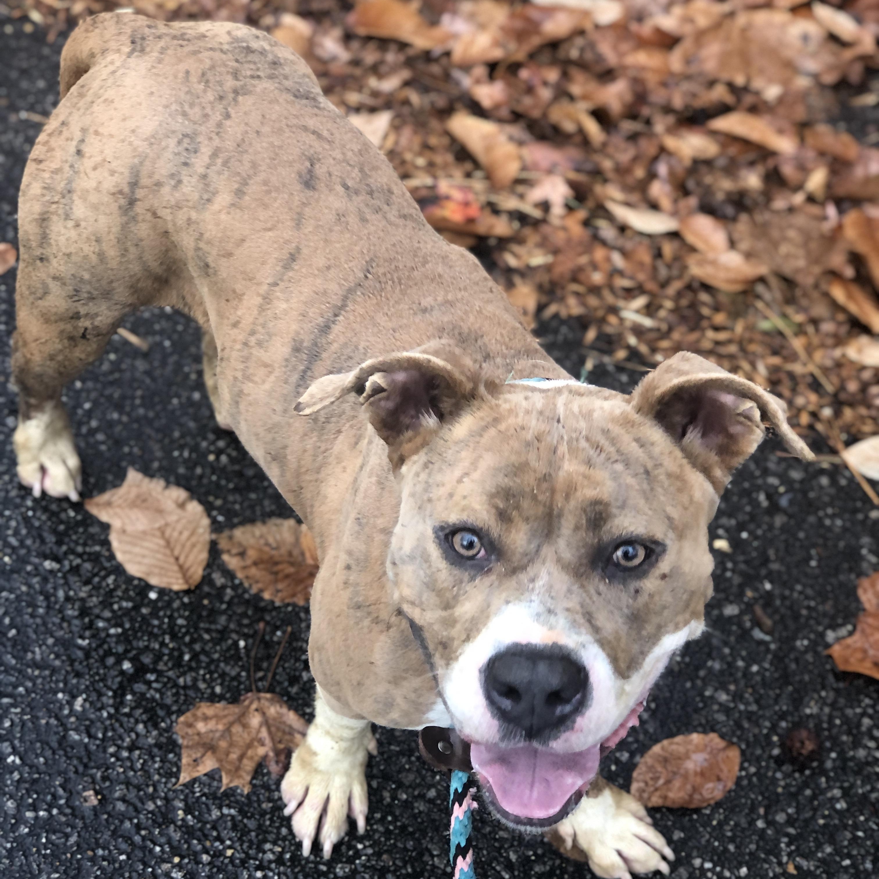 Carmella, a Adoptable mixed breed in Petersburg, VA image 1/6