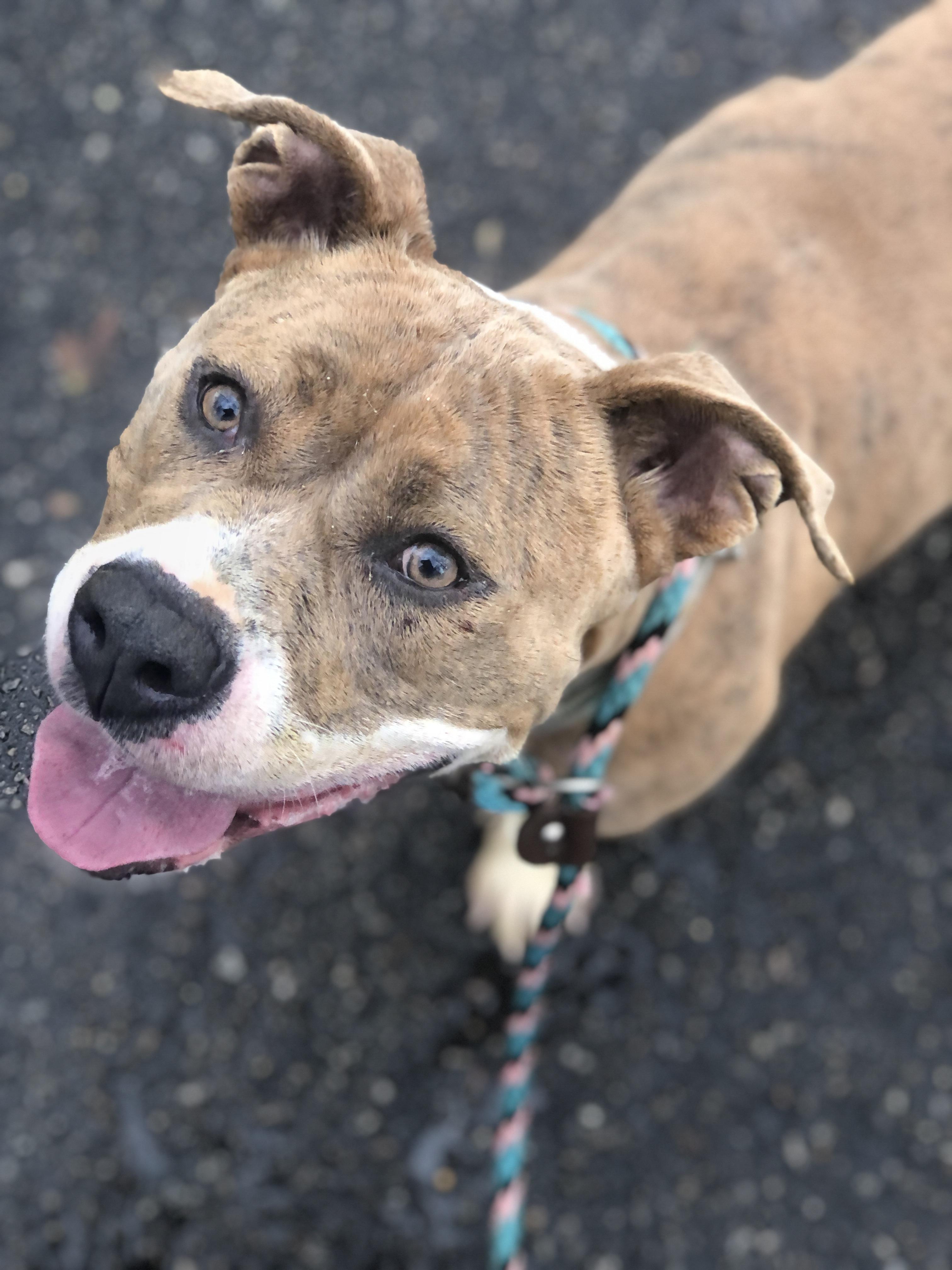 Carmella, a Adoptable mixed breed in Petersburg, VA image 2/6