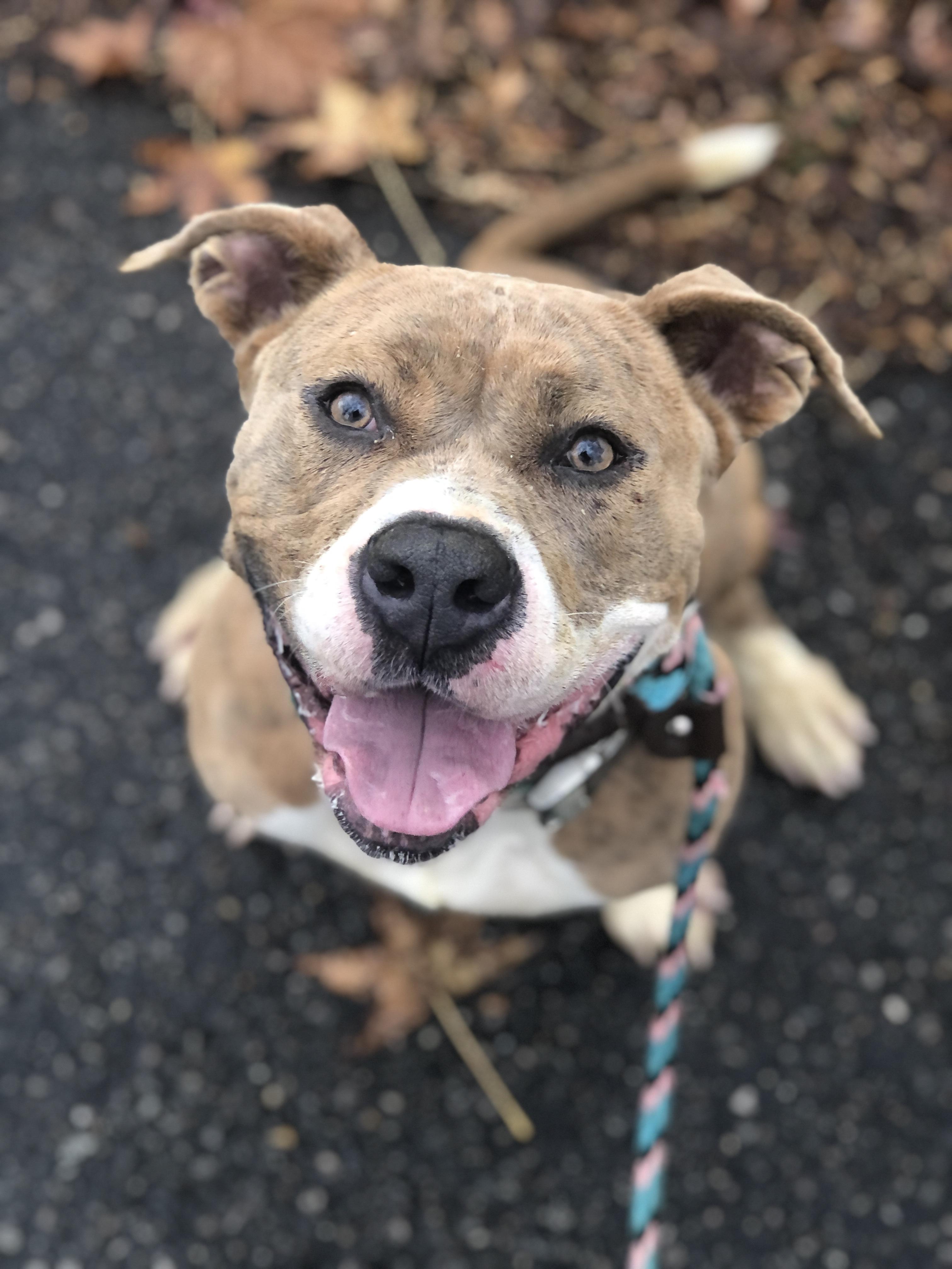 Carmella, Adoptable, Adult Female Pit Bull Terrier.
