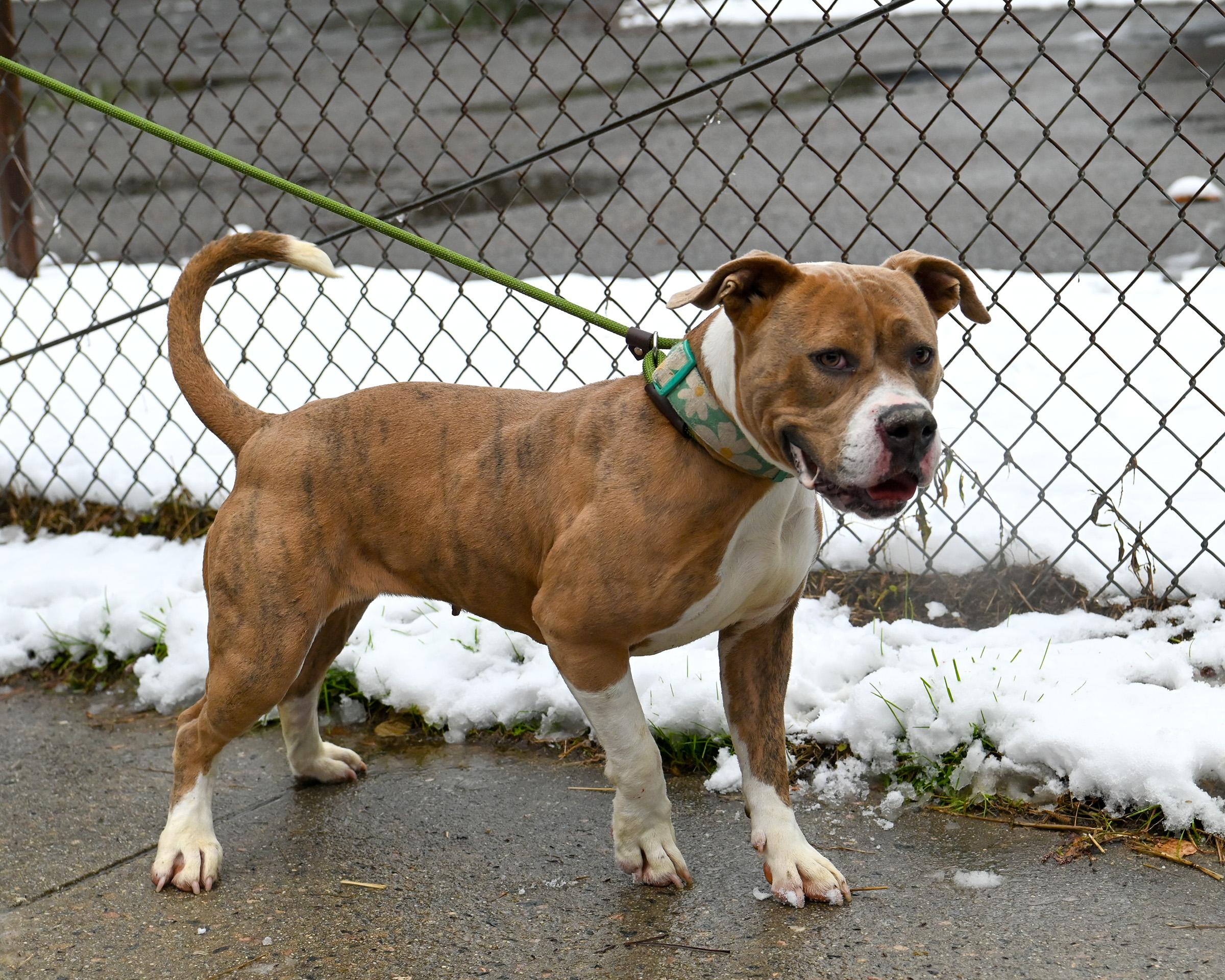 Carmella, a Adoptable mixed breed in Petersburg, VA image 4/6