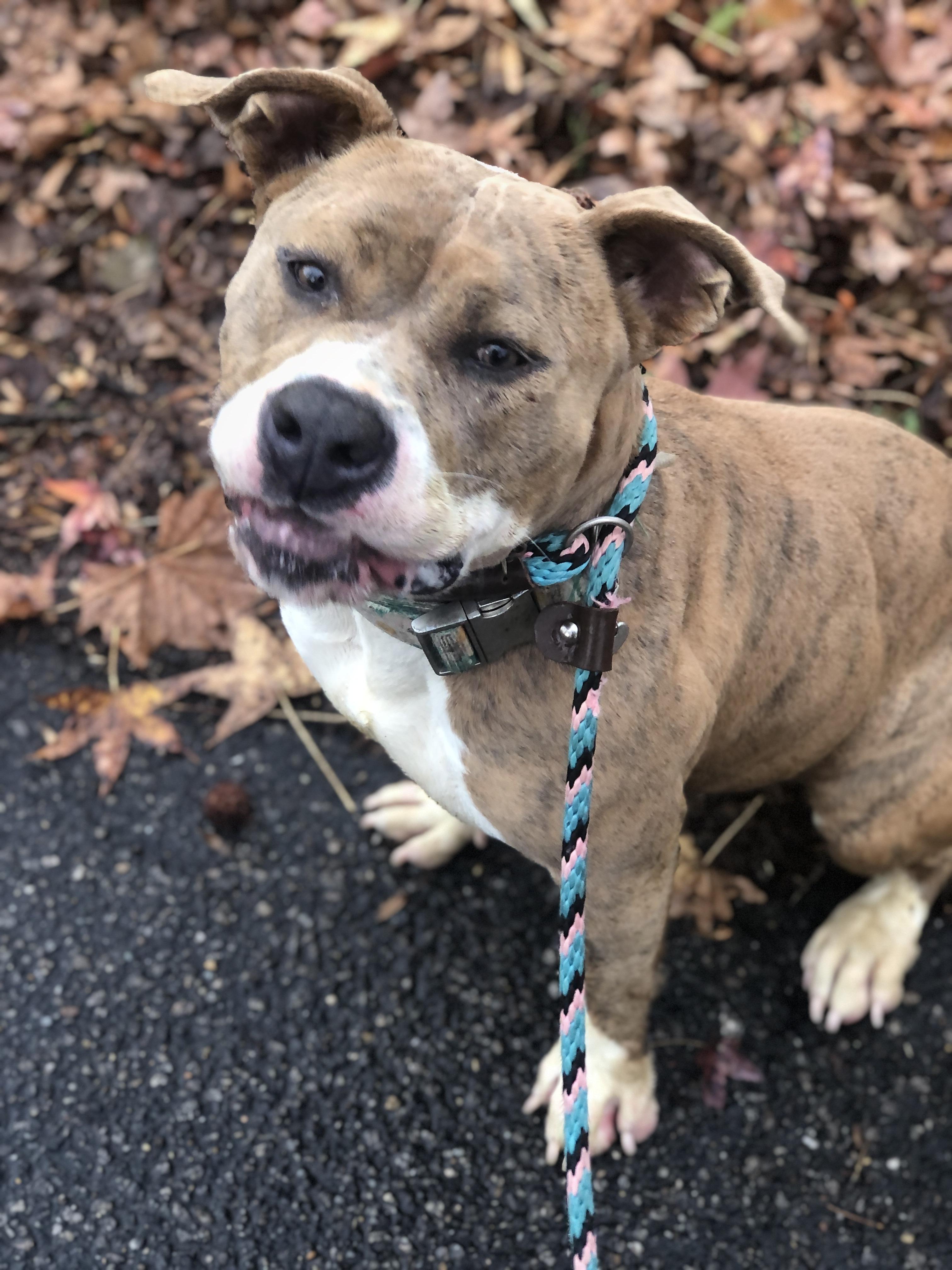 Carmella, a Adoptable mixed breed in Petersburg, VA image 5/6