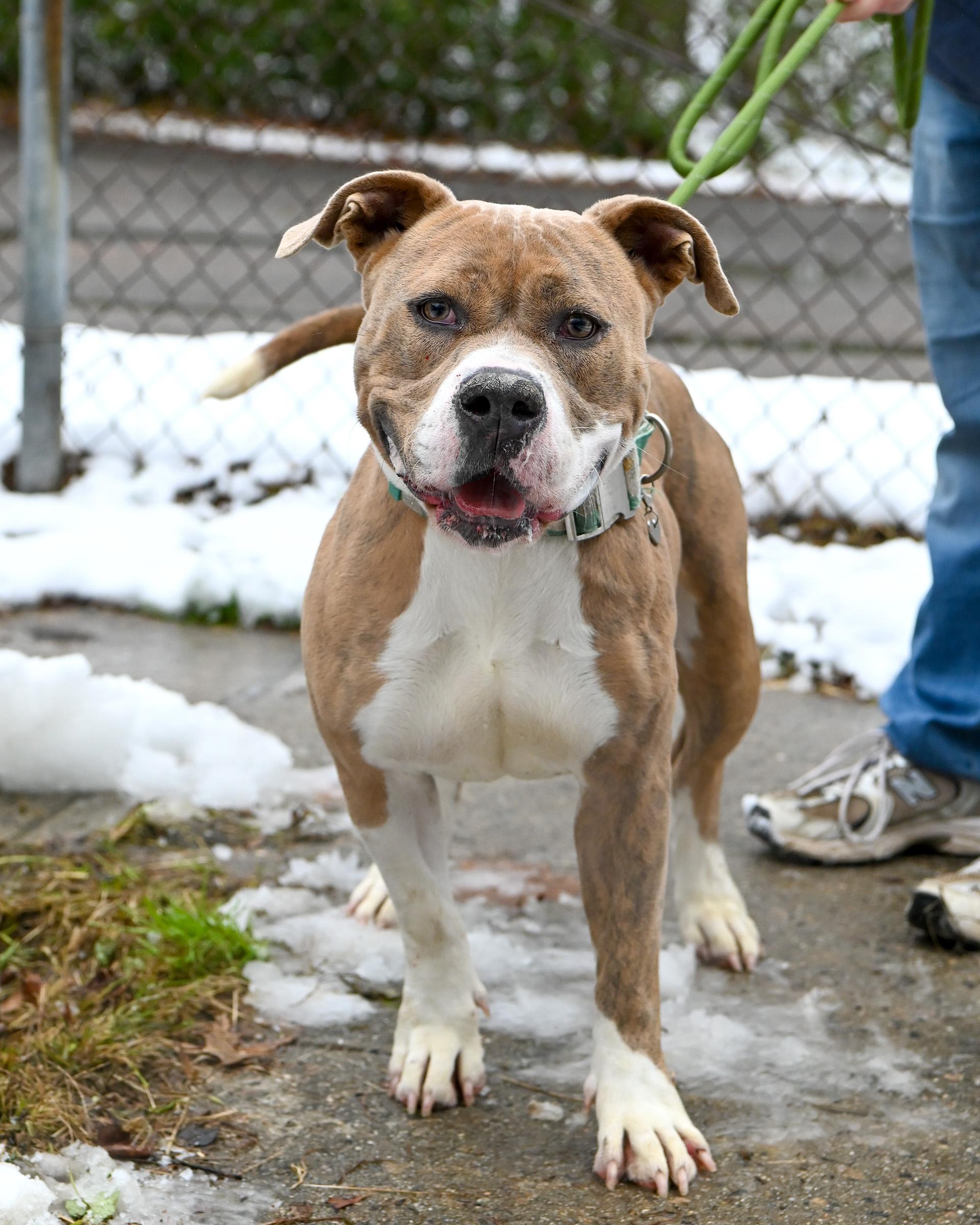 Carmella, a Adoptable mixed breed in Petersburg, VA image 6/6