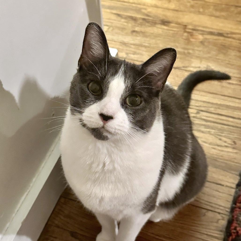 Chrissy, Adoptable, Adult Female Domestic Short Hair.