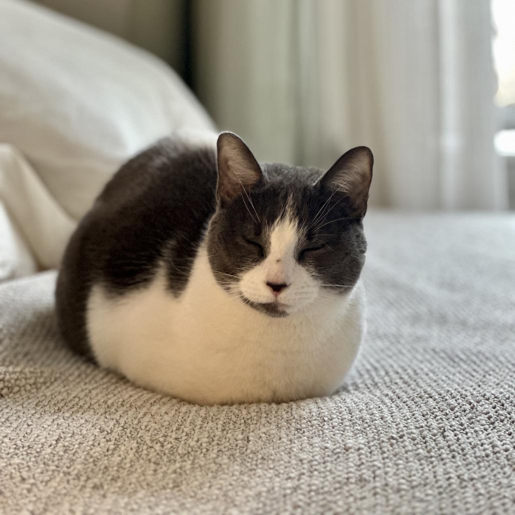 Enlarge Chrissy, a Adoptable Domestic Short Hair in New York, NY image 2/6