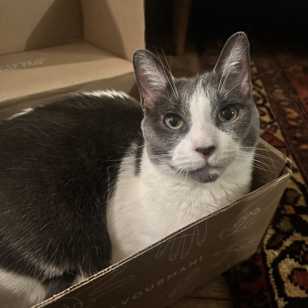 Enlarge Chrissy, a Adoptable Domestic Short Hair in New York, NY image 3/6