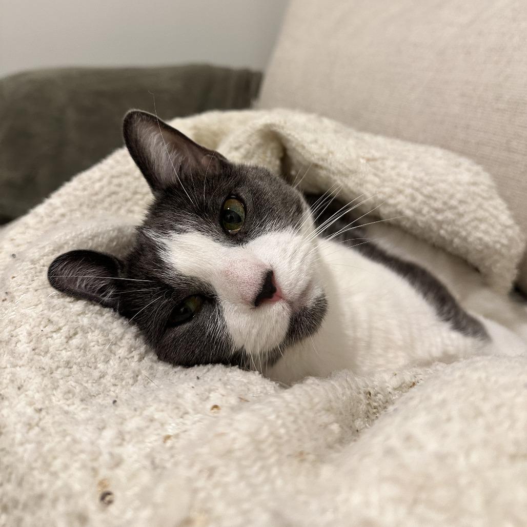 Enlarge Chrissy, a Adoptable Domestic Short Hair in New York, NY image 4/6
