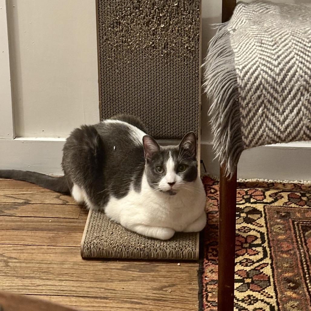 Enlarge Chrissy, a Adoptable Domestic Short Hair in New York, NY image 5/6
