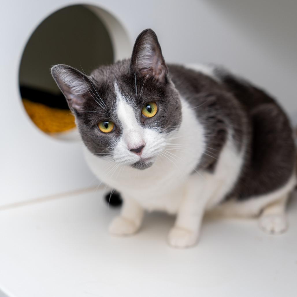 Enlarge Chrissy, a Adoptable Domestic Short Hair in New York, NY image 1/1