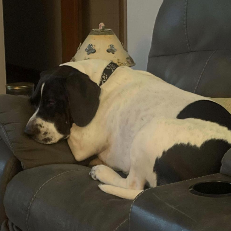 Enlarge Hamilton, a ADOPTABLE mixed breed in Cedarburg, WI image 4/6