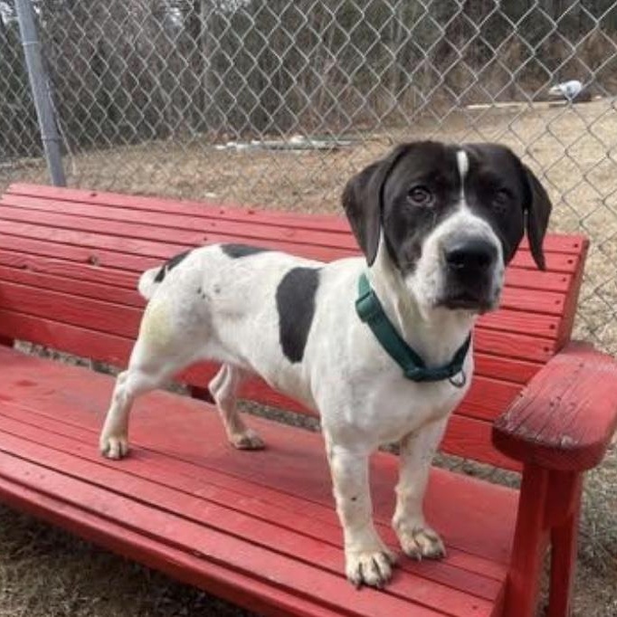 Enlarge Hamilton, a ADOPTABLE mixed breed in Cedarburg, WI image 6/6