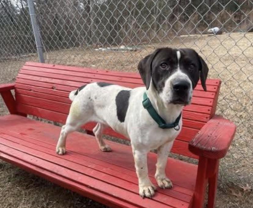 Hamilton, a ADOPTABLE mixed breed in Cedarburg, WI image 3/4