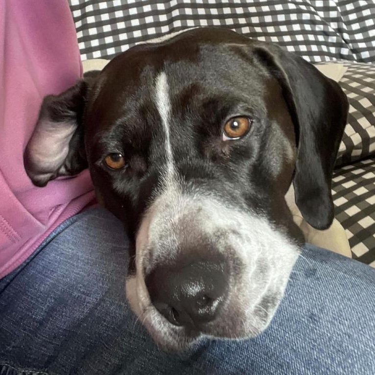 Enlarge Hamilton, a ADOPTABLE mixed breed in Cedarburg, WI image 2/6