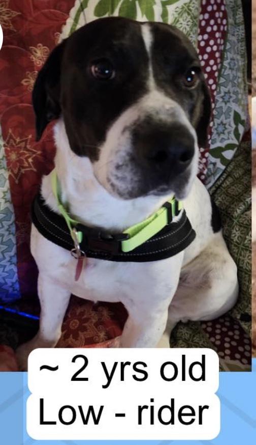 Hamilton, a ADOPTABLE mixed breed in Cedarburg, WI image 2/4