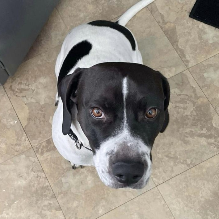 Enlarge Hamilton, a ADOPTABLE mixed breed in Cedarburg, WI image 1/6