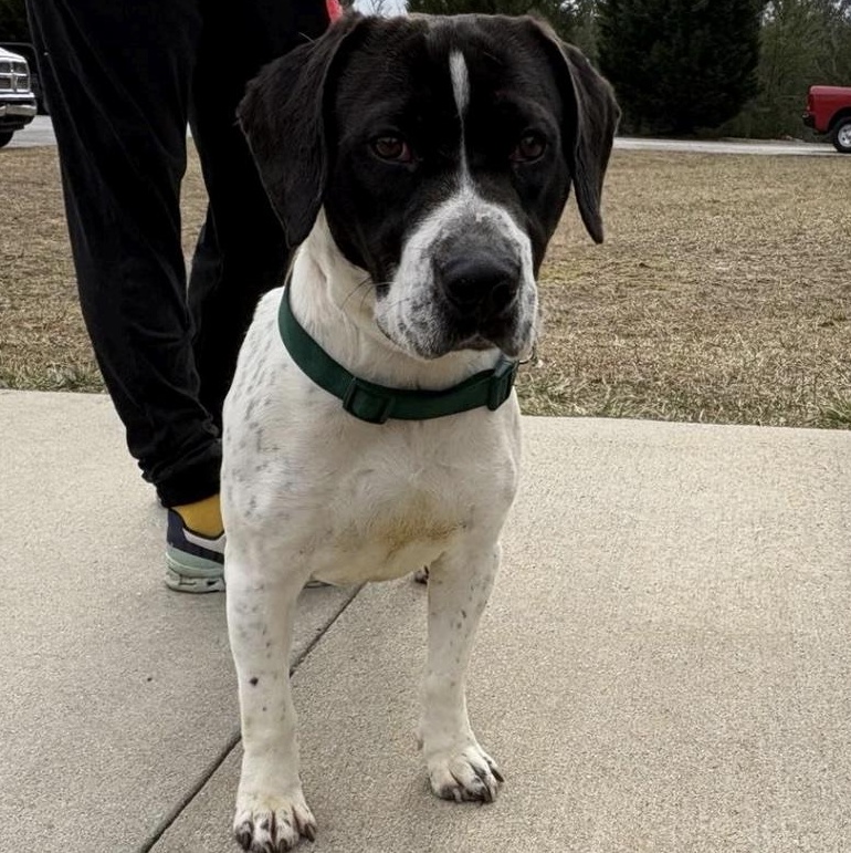 Hamilton, ADOPTABLE, Young Male Pointer & Basset Hound.