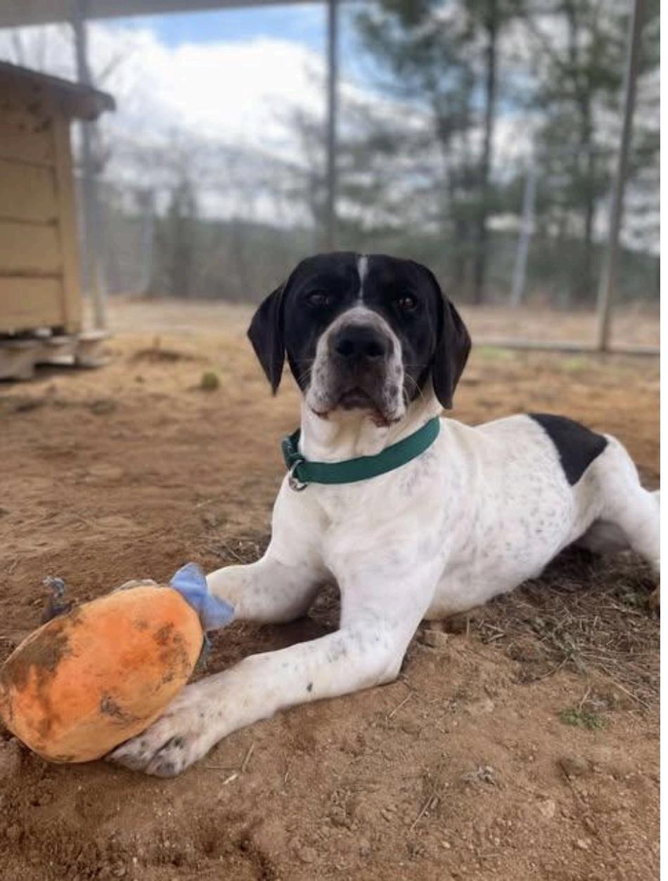 Hamilton, a ADOPTABLE mixed breed in Cedarburg, WI image 4/4