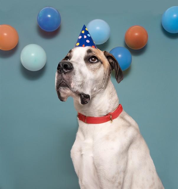 ZANDRE, Adoptable, Young Male Great Dane & Mixed Breed.