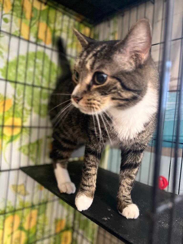 Cargo, a Adoptable mixed breed in Hartford City, IN image 2/4