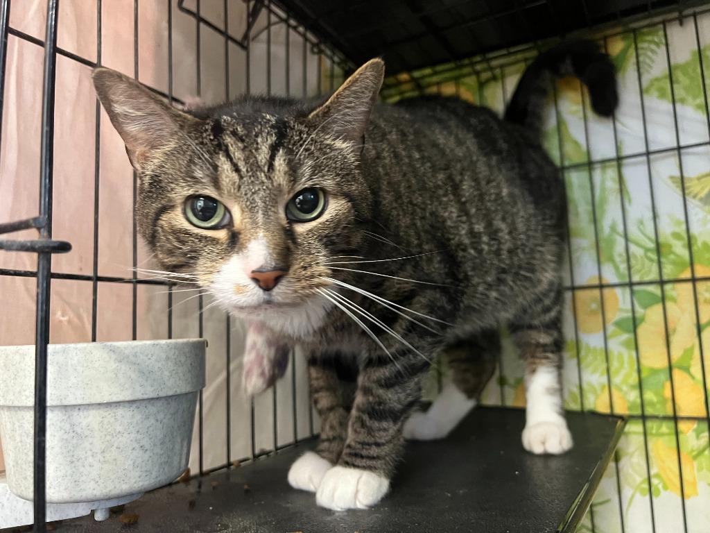 Cargo, Adoptable, Senior Male Domestic Short Hair.