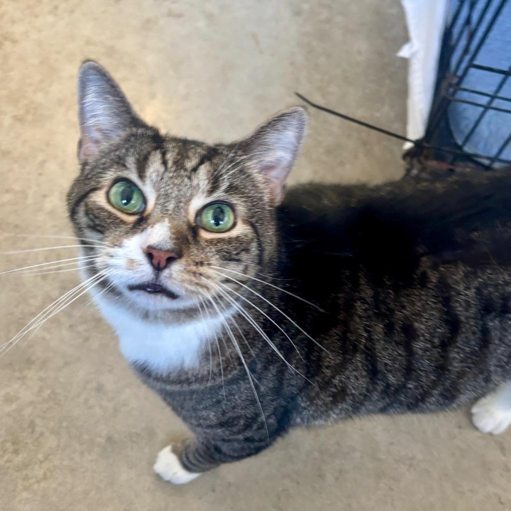 Enlarge Cargo, a Adoptable mixed breed in Hartford City, IN image 2/5