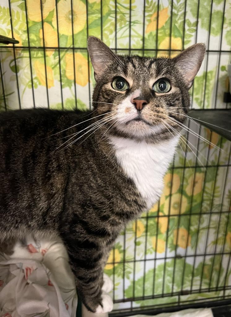 Cargo, a Adoptable mixed breed in Hartford City, IN image 3/5