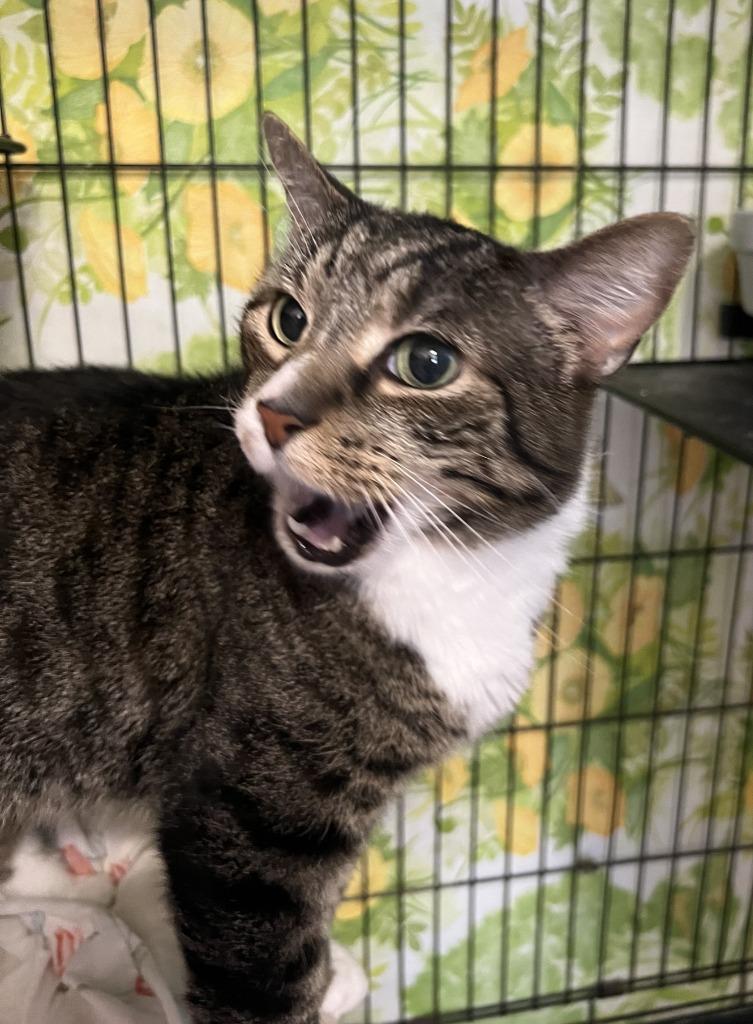 Enlarge Cargo, a Adoptable mixed breed in Hartford City, IN image 5/5